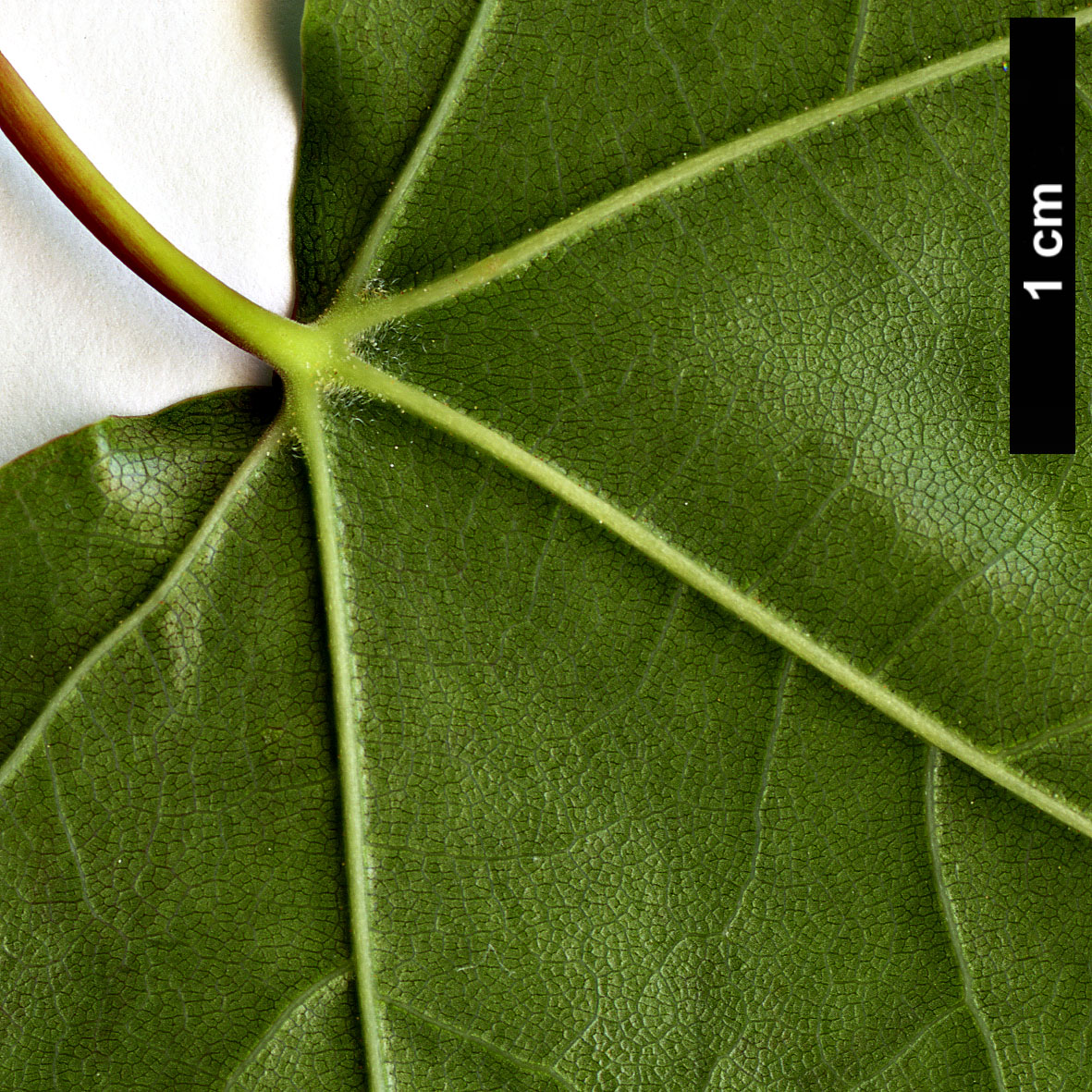High resolution image: Family: Sapindaceae - Genus: Acer - Taxon: shenkanense 